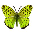 Next Innovations Green Small Butterfly Wall Art 101410064-GREEN